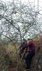 A Comprehensive Guide to Pyracantha Grafting (Master Grafting Techniques to Create a Unique Orchard)