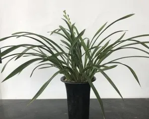Orchids are ideal plants for the office (How to best place orchids in the office)