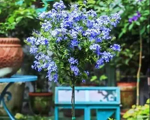 How to Water and Care for Blue Plumbago? (Master Proper Watering Techniques for Healthy Growth) 2