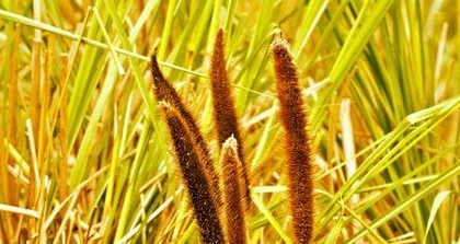 Explore plants similar to reeds (a mysterious plant with an amazing 90% similarity, check it out!)