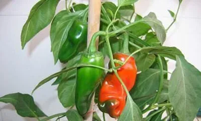 Chili Tree (Chili Tree's Life Cycle, Characteristics, Cultivation, and Uses)