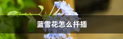 Winter Maintenance and Safe Overwintering Methods for Blue Snowflake (Creating a Comfortable and Warm Living Environment for Blue Snowflake) 2