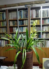 Explore the ecological characteristics and cultivation techniques of orchids (orchid species, growth environment, cultivation highlights)