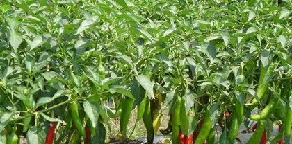 How to choose suitable soil for chili planting? (Master these key factors to make your chili cultivation more effective!)