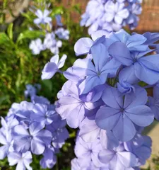 Winter Maintenance and Safe Overwintering Methods for Blue Snowflake (Creating a Comfortable and Warm Living Environment for Blue Snowflake) 3