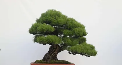 Why can't black pines be kept at home? (Reason Analysis and Solutions)