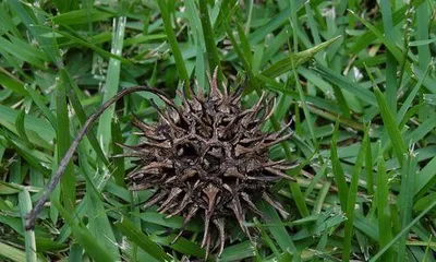 Understanding the Spiny Tree (Exploring the Diversity of Spiny Trees and Their Role in Ecosystems)