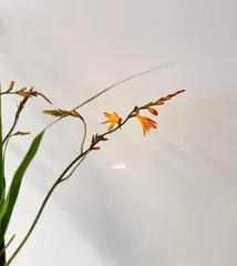 Discover the Secrets of the Flame Orchid's Blooming（Understand the Flowering Time and Characteristics of the Flame Orchid's Bloom）