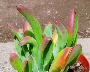 How to grow a fire fox succulent healthily and make it thrive (select pots, watering, fertilizing, pay attention to these details to make your fire fox succulent grow vigorously)