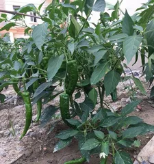 What is a chili plant? (Which type of plant does a chili belong to?)