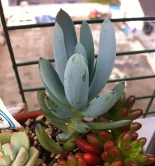 Complete Guide to Caring for Blue Pine Succulent (Master These Techniques to Keep Your Blue Pine Succulent Healthy and Beautiful) 3