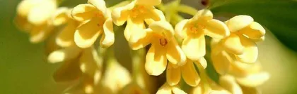 Reasons why osmanthus should not be grown at home (health, environment, impact on daily life)