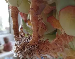 Blue Star Sansevieria Rooting Ultimate Guide (Master these techniques to make your succulent a brand-new life form)