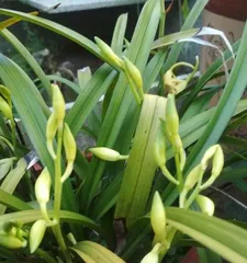 Is the orchid an angiosperm? (Unveiling the classification and characteristics of orchids)