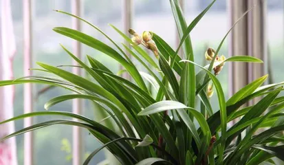 The Growing Environment and Characteristics of Orchids (Exploring the Ideal Conditions and Features for Orchid Cultivation)