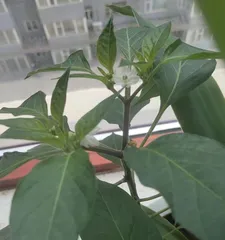 Growth characteristics and cultivation techniques of chili peppers (Master the secrets of chili pepper perennial life to become a chili pepper growing expert)