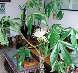 Why can't we keep money trees at home? (Reasons affecting wealth and precautions)