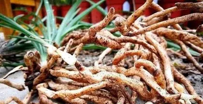 A Complete Guide to Dividing and Transplanting Orchids (Dividing Time, Methods, and Transplanting Precautions to Make Your Orchids More Thriving)