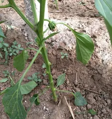 Chili peppers are monocotyledons (exploring the botanical characteristics of chili peppers)
