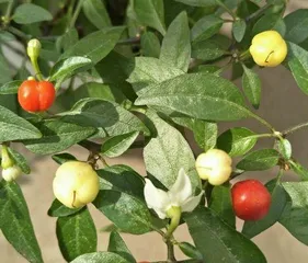 Chili peppers are herbaceous plants (exploring the growth characteristics of chili peppers and their commonalities with herbaceous plants)