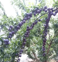 The origin and distribution of plums (Exploring the origin and varieties of plums)