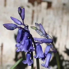Explore the mystery of the blue plant world (ocean, gem, sky — understand blue plants from multiple perspectives)