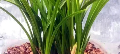 Lantern Culture Secrets (Creating Soil Suitable for Orchids to Let Them Grow Healthily)