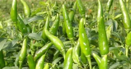 Is chili a herbaceous or woody plant? (Exploring the characteristics and classification of chili plants)