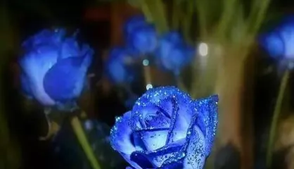 Explore the meaning of the Blue rose (Unveiling the symbolism and significance of the Blue rose's meaning)