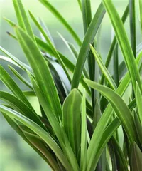 The Rise of Orchids (Scientists Discover Orchids Can Be Watered with Ferrous Sulfate to Help Them Grow Vigorously)