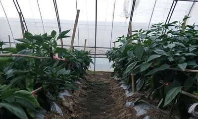 The best time to fertilize chili peppers (master the right timing to double the yield of chili peppers)
