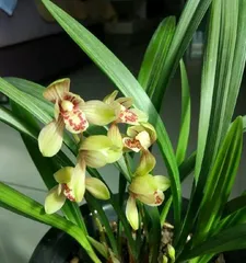 How to properly expose orchids to sunlight (How to properly expose orchids to sunlight)