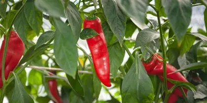 The best time to plant chili peppers and the key information you must know (The best time to plant chili peppers and the key information you must know)