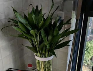 Complete Guide to Money Attracting Plants (Creating a Happy Home, Filling the Treasure Pot, These Plants You Should Know)