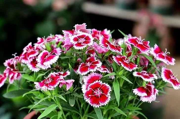 How to properly sow marigold seeds? (Marigold seed sowing steps and precautions)