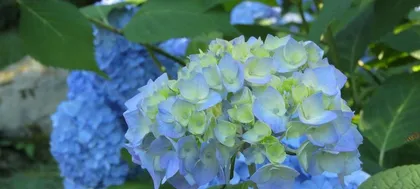 Care Methods for Blue Marguerite Flowers (Creating a Beautiful Garden, Starting with Blue Marguerite Flowers)