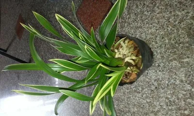 How to choose the best orchid variety? (Master these key information and easily select a satisfying orchid.)