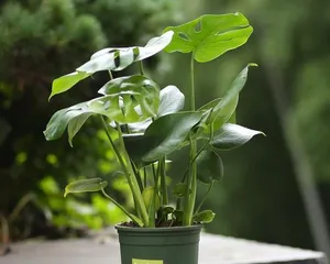 The air purification function of lotus bamboo (understanding the formaldehyde absorption effect of lotus bamboo)