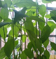 The watering method for chili seedlings (How often should you water them?)