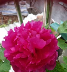 Growing Peonies at Home (Teach You How to Grow Beautiful Peony Flowers at Home)