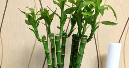 The growth conditions of dragon fruit (is it shade-loving or sun-loving?)