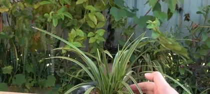 The Benefits and Precautions of Orchids Raining (Orchids withstand wind and rain, last longer, and become more beautiful)
