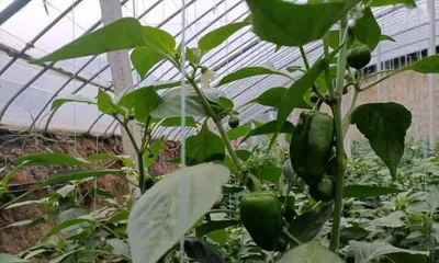 What to do about chili flower drop? Full analysis of causes and solutions (Unveiling the culprit behind chili flower drop)