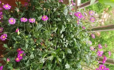 Methods of preserving marigold seeds (marigold cultivation techniques focused on seeds)