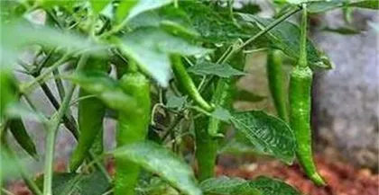 Investigation into the Causes of Pepper Fruit Drop (Analyzing Factors Affecting Pepper Fruit Drop and Solutions)