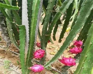 Pitaya - The King of Tropical Fruits (Comprehensive Analysis from Appearance to Nutrition)