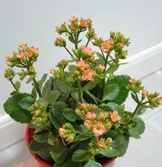 Is the lotus plant shade-loving or sun-loving? Unveiling the truth about plants and sunlight! (Understand your plant's light requirements to help your lotus grow healthy and strong.)