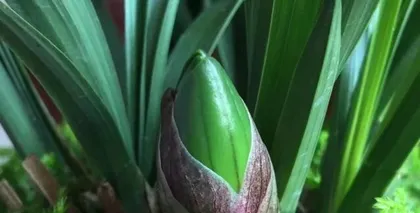 Post-Flowering Care for Orchids (Making Orchids Bloom More Beautifully)