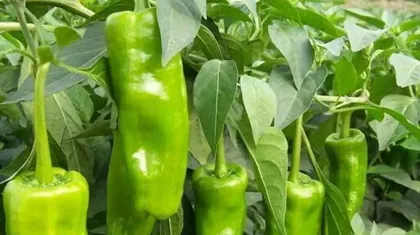 How to provide the best fertilizer for chili peppers? Choosing the right type of fertilizer is the key to successful chili cultivation.