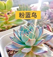 How to make blue echeveria bloom? Master the key techniques to create beautiful succulent landscapes